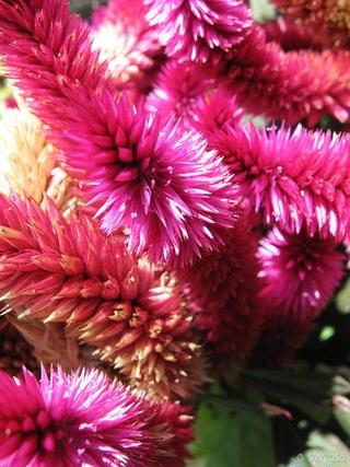 Pink like Purple