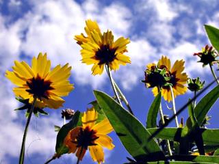 blumen gelb himmel blau