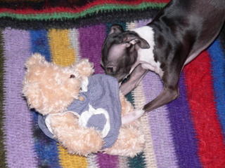 Teddy Bear