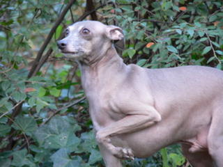 Alfie......on patrol