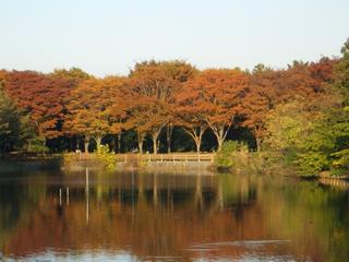 Autumn in Tsukuba