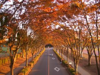 Autumn in Tsukuba