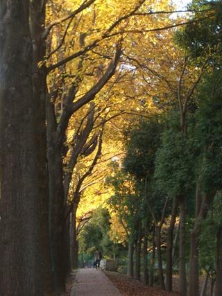 Autumn in Tsukuba