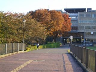 Autumn in Tsukuba