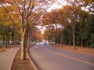 Autumn in Tsukuba