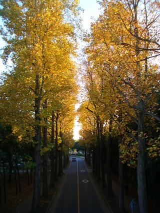 Autumn in Tsukuba