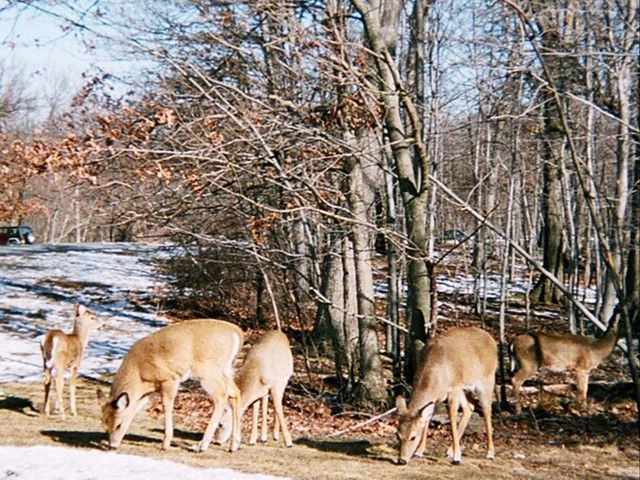 White-Tail Deer
