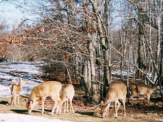 White-Tail Deer
