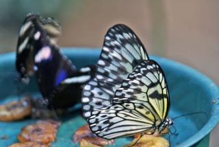 butterfly farm