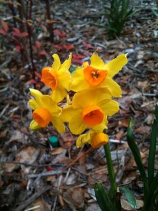 Garden comes to life: Jonquils