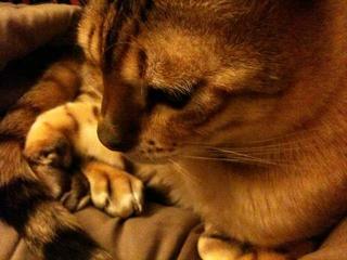Avalanche at rest...