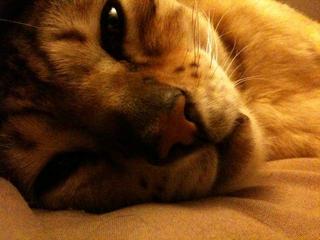 Let me Sleep Human