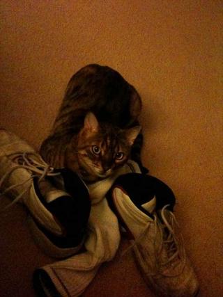 Pudge