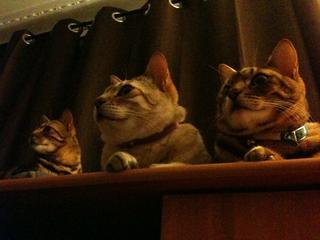 Pussycats say...