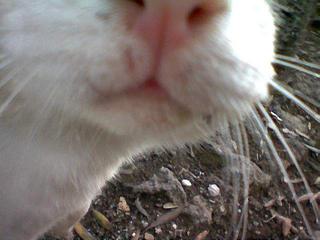 a pussy close up.
