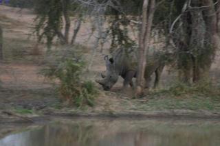 day 2 - trip to the big five camp Tshukudu