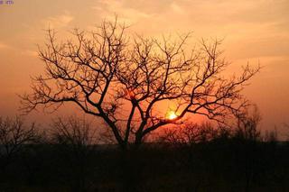 day 5 - bush walk-breakfast & sundowner