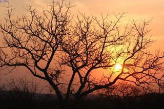 day 5 - bush walk-breakfast & sundowner