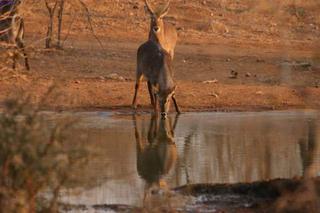 day 5 - bush walk-breakfast & sundowner
