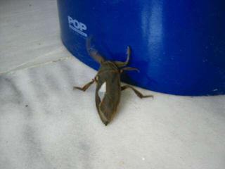 an airport attendandt, mr.cockroach