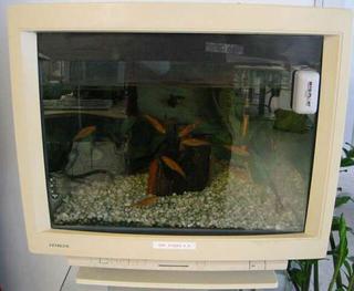 heere fishy fishy..