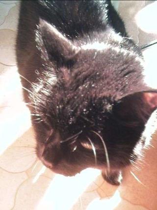 Mon chat