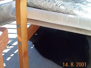 A nouveau mon chat