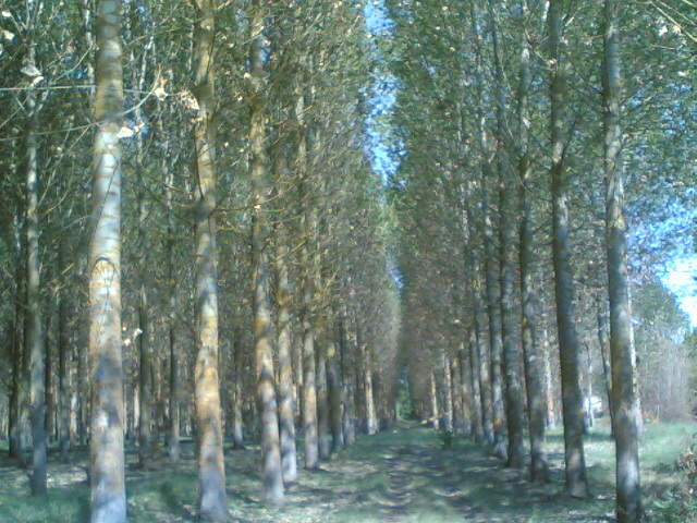 miracolo ,un bosco!