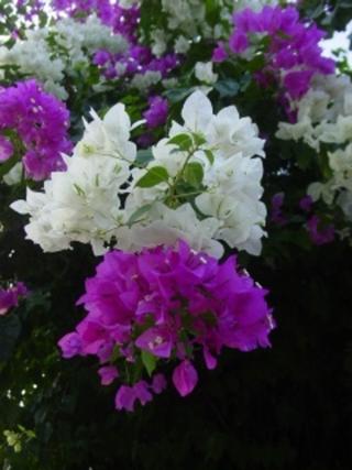 May Flowers (18)