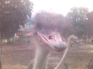 Hi! Ich bin <strike>Tom</strike> Ricky!