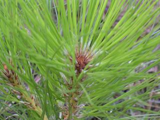 pine needles