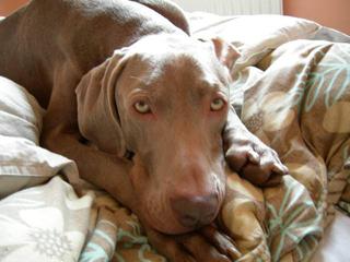 george in bed
