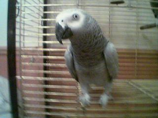 leroy my parrot