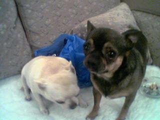 2 camp dogs!