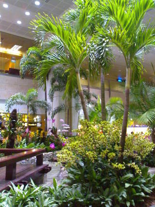 Changi airport, Singapore