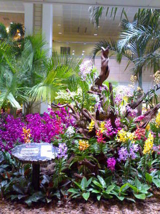 Changi airport, Singapore