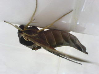 What kind of insect is this?