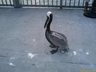 Big bird has shat hisself!
