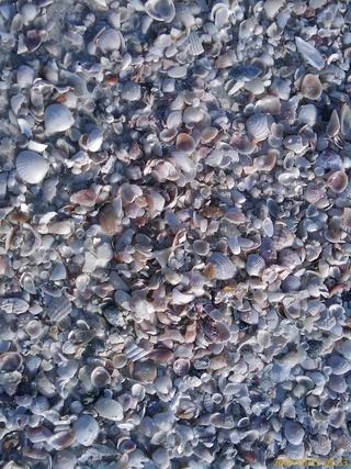 Fractal sea shells