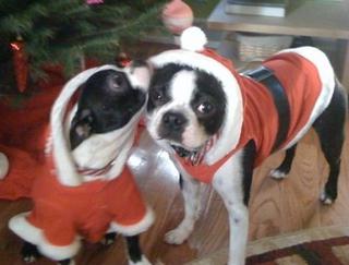 Mugsy (left) & Knuckles (right)