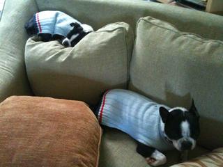 Boston Terrier + Coat = Sleepy Boston Terrier
