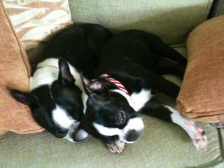 I'd say they get along just fine