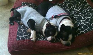 Cute pups via Tilt 2