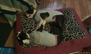 Which dog is which?