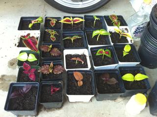 Starting next year's crop