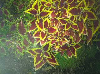 Nighttime garden pix