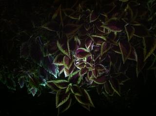 Same plant, different lights