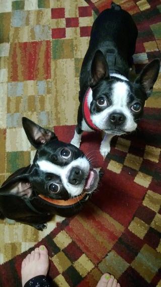 Mugsy & Knuckles!