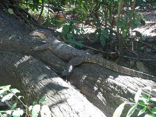 Leapin' Lizards!