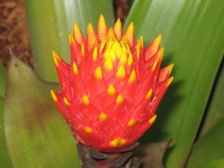 French Dildo Flower